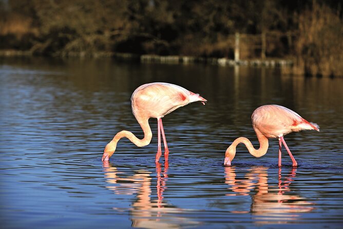 3.5 Hour Camargue 4x4 Safari from Le Grau-du Roi - Key points to know before booking
