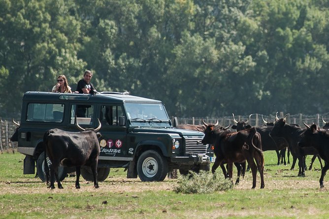 3.5 Hour Camargue 4x4 Safari from Le Grau-du Roi - Is $77.40 good value?