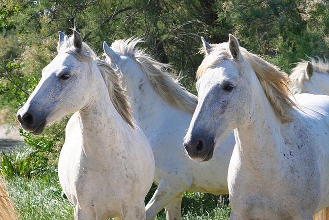 4x4 Camargue Safari 4h - Departure from Arles - The 30-minute pause in Saintes-Maries-de-la-Mer