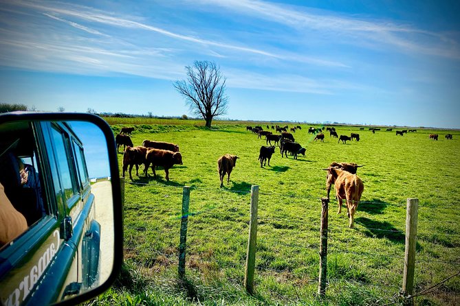 4x4 Camargue Safari 4h - Departure from Arles - Comfort, seating, and the real 4x4 experience