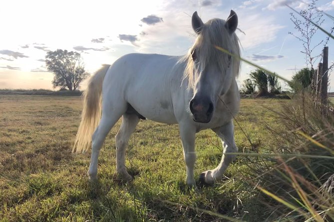4x4 Camargue Safari 4h - Departure from Arles - Is the $71.35 price good value?