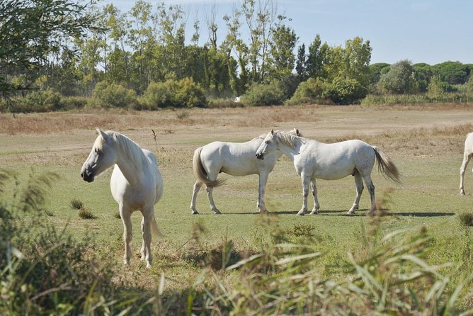 4x4 Camargue Safari 4h - Private Tour - Departure from Arles - Why a private 4x4 is a smart way to see the Camargue