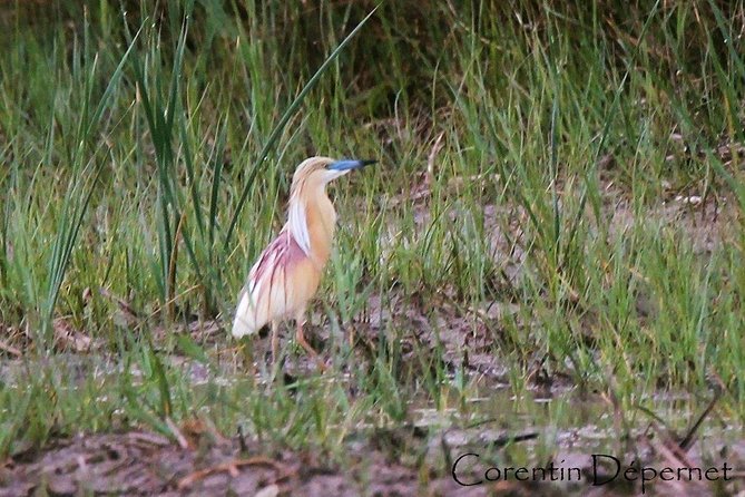 4x4 Camargue Safari 4h - Private Tour - Departure from Arles - The guides make the difference
