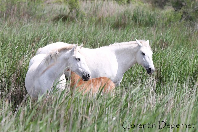 4x4 Camargue Safari 4h - Private Tour - Departure from Arles - Is the $538.02 group price good value?