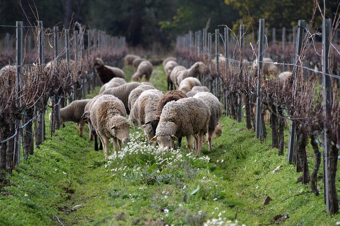 4x4 tour in a winery followed by a tasting - Is $30.04 good value for 90 minutes?