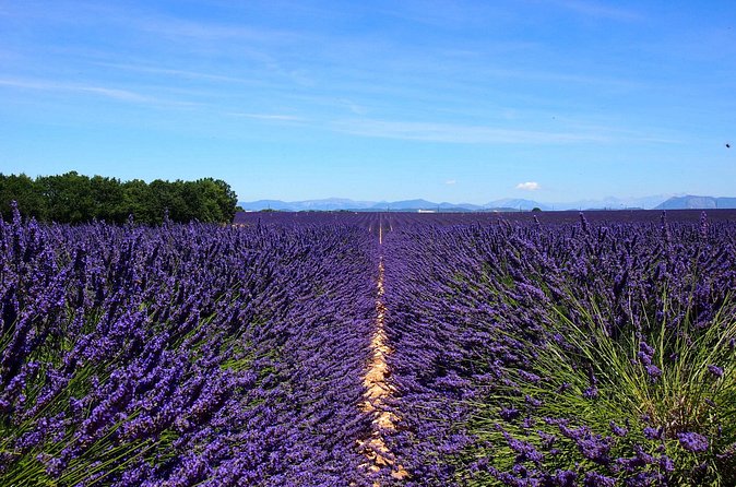 5-Hours Lavender Fields Tour in Valensole from Aix-en-Provence - Producer shops and the question of shopping time