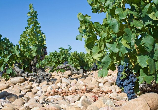Afternoon Wine Tour to Chateauneuf du Pape from Avignon - Key points to know before you book