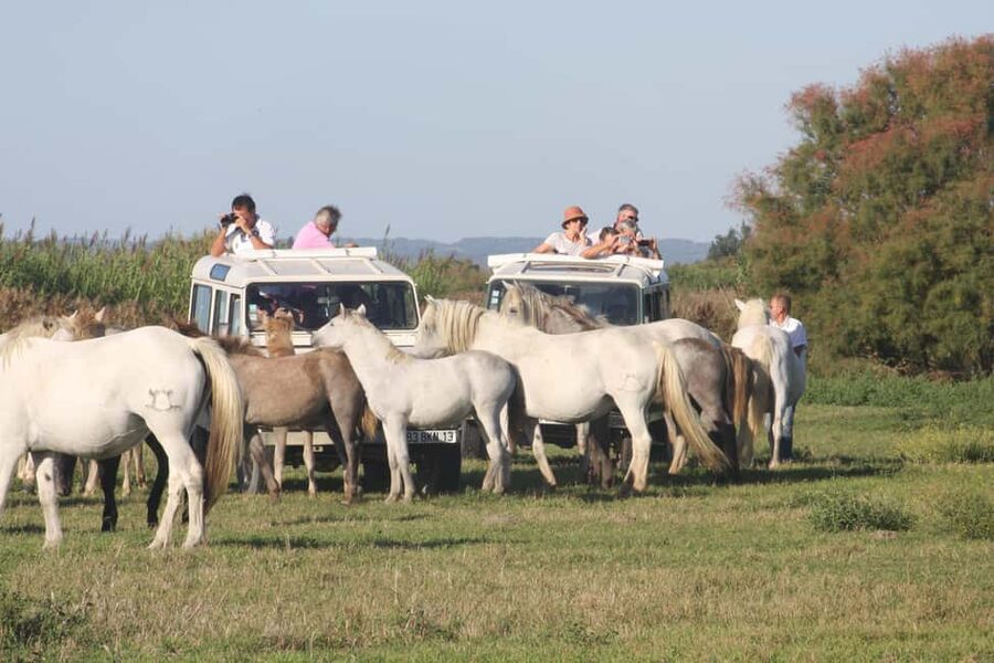 Aigues Mortes: Jeep Photo Safari in Camargue - Meeting the Camargue near Aigues-Mortes