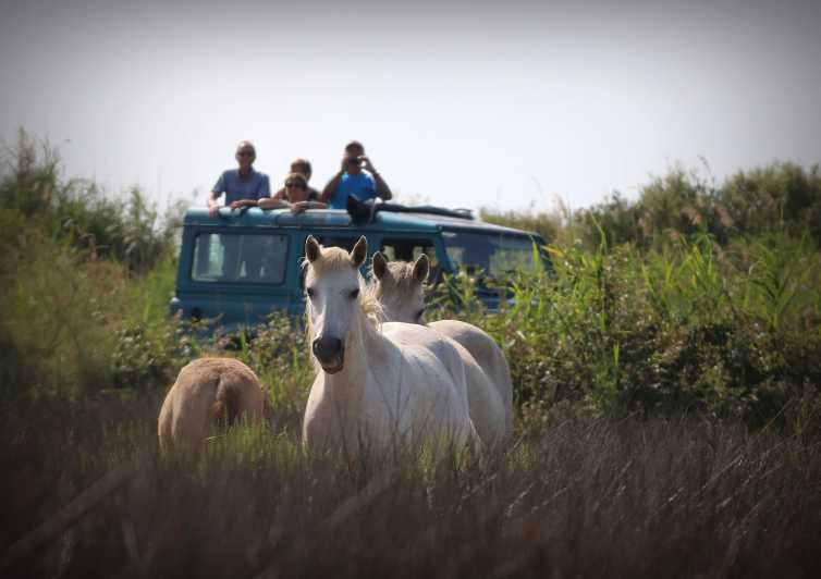 Aigues Mortes: Jeep Photo Safari in Camargue - Horses and bulls in open country