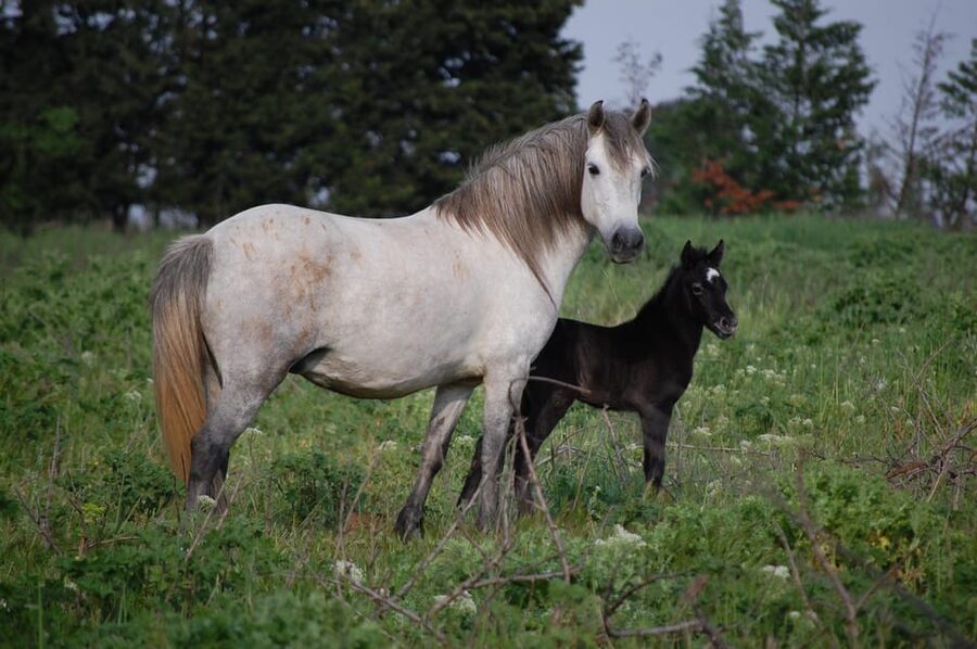 Aigues Mortes: Jeep Photo Safari in Camargue - Is $70 a fair price?