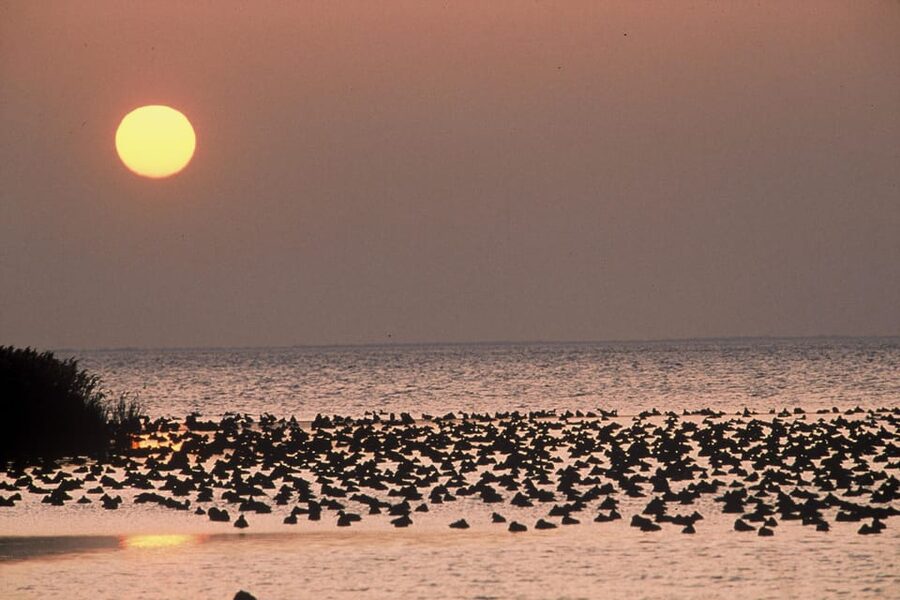 Aigues Mortes: Jeep Photo Safari in Camargue - How to get the most from the 3.5 hours