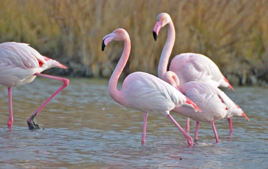 Aigues Mortes: Jeep Photo Safari in Camargue - What the 210-minute safari feels like