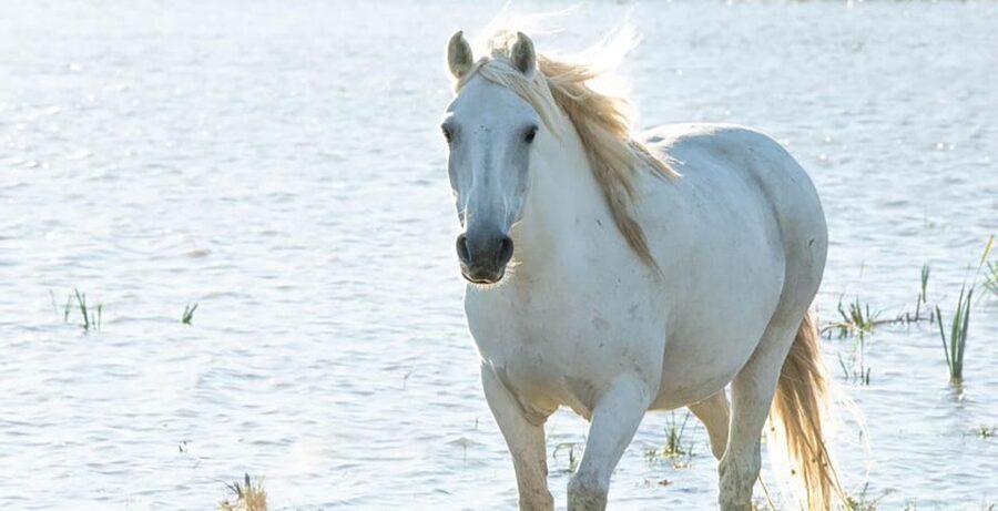 Aigues Mortes: safari en vélo - Ebike tour in Camargue - Group size, languages, and flexibility