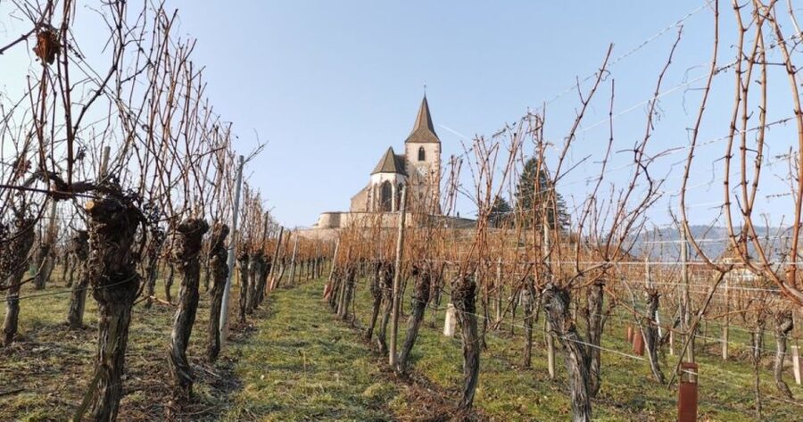 Alsace: Half-Day Wine Tour from Colmar - What the $112 price includes