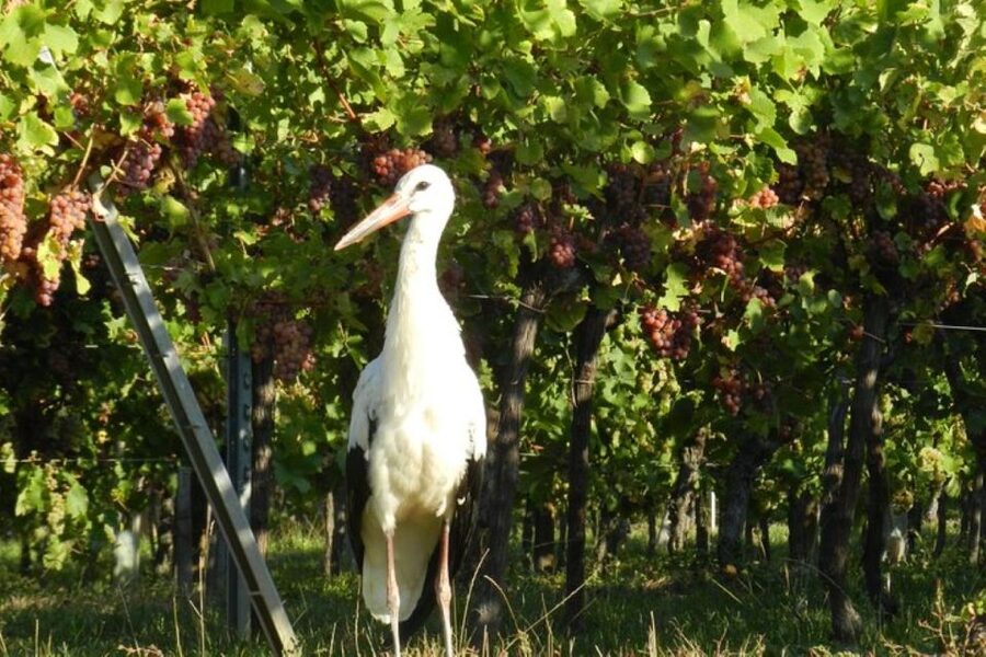 Alsace: Half-Day Wine Tour from Colmar - Who should book this Alsace wine tour?