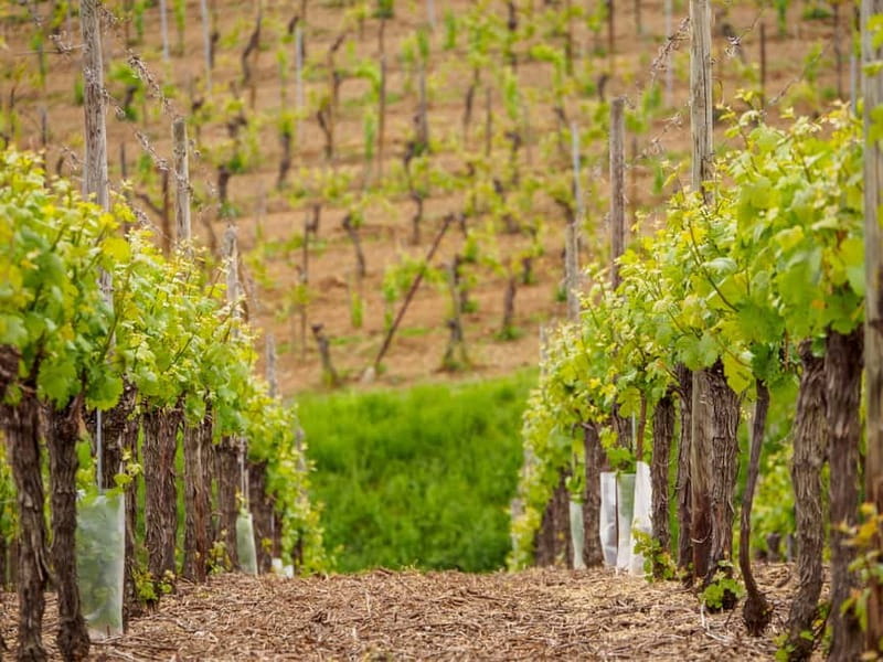 Alsace Half-Day Wine Tour from Strasbourg - Obernai: the first wine stop and a village walk