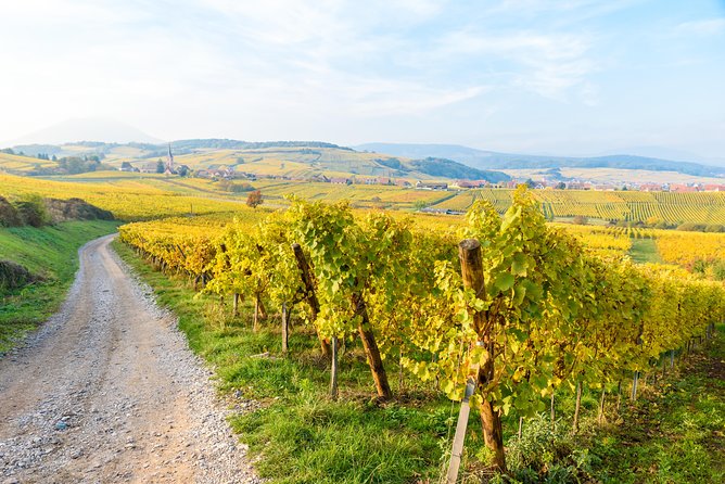 Alsace Wine Route Wineries & Tasting Small Group Guided Tour from Strasbourg - Why this Alsace wine route works so well
