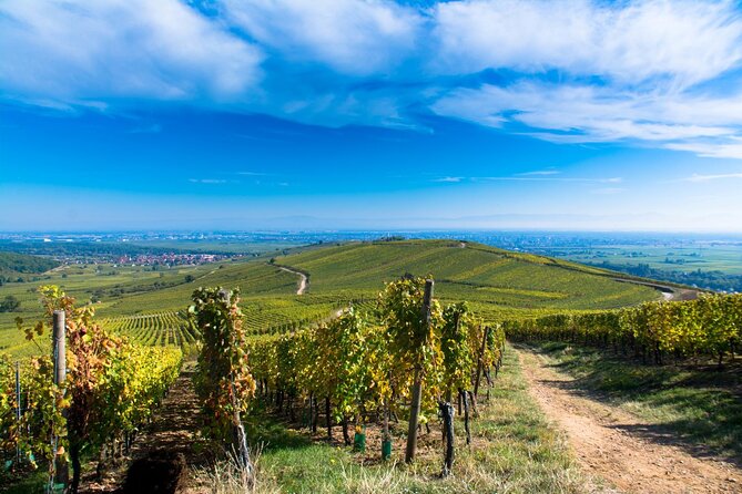 Alsace Wine Route Wineries & Tasting Small Group Guided Tour from Strasbourg - Lunch in a village, with planning required