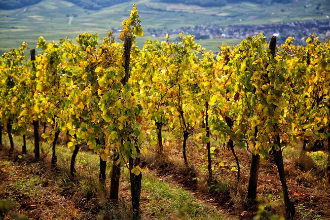 Alsace Wine Route Wineries & Tasting Small Group Guided Tour from Strasbourg - What the wine tastings are really like
