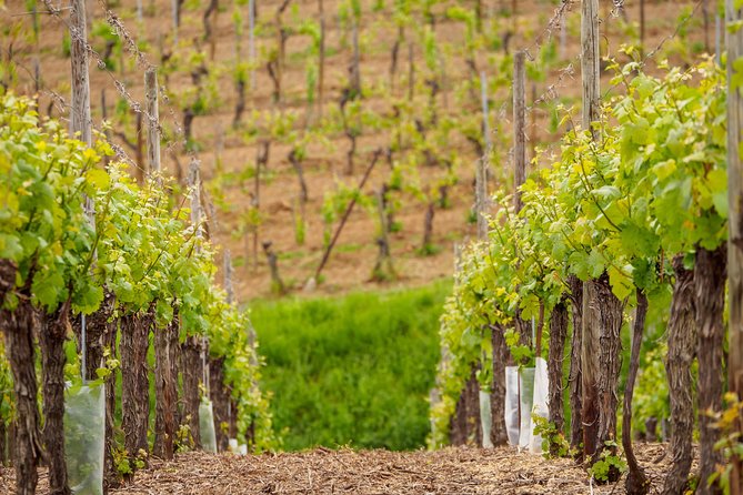 Alsace Wine Route Wineries & Tasting Small Group Guided Tour from Strasbourg - Mittelbergheim and the first Riesling tasting