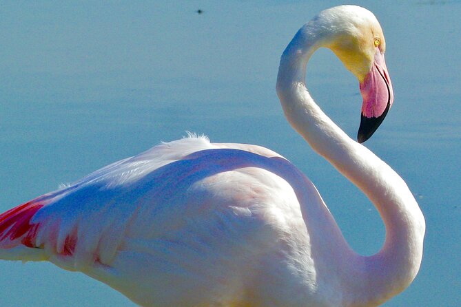 Arles and Camargue Full-Day Tour including Aigues Mortes - The Camargue: expect open country, not a wildlife guarantee
