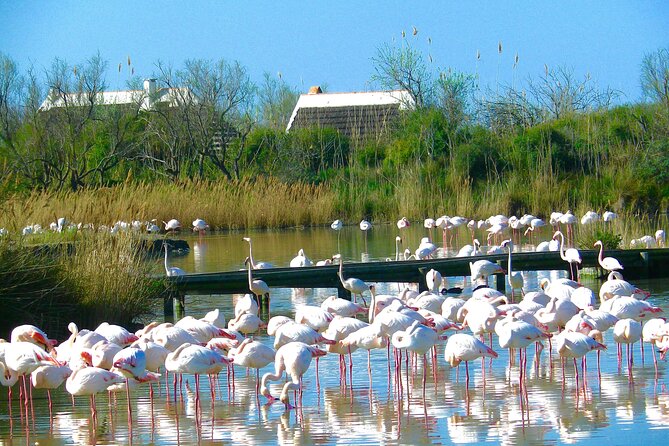 Arles and Camargue Full-Day Tour including Aigues Mortes - Pont de Gau: the best place for close flamingo views