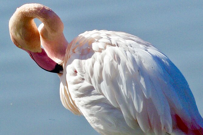 Arles and Camargue Full-Day Tour including Aigues Mortes - How much value do you get for $168.96?