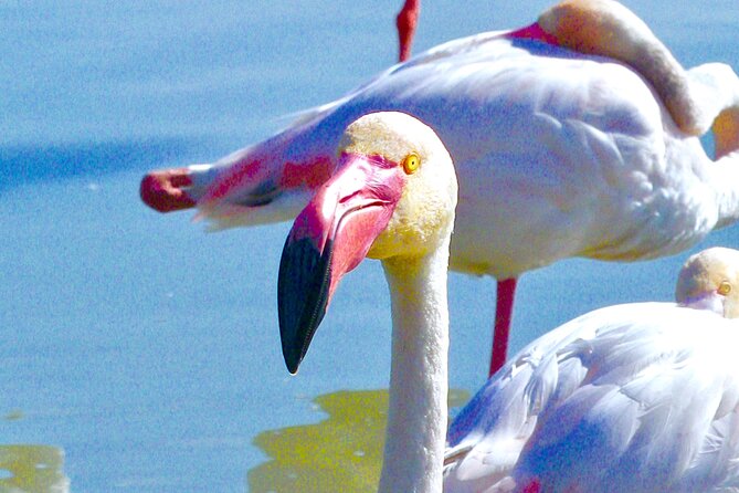 Arles and Camargue Full-Day Tour including Aigues Mortes - Timing, group size, and practical comfort