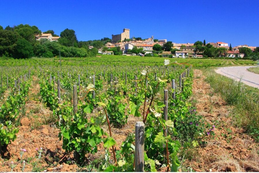 Avignon: Full-Day Wine Tour around Châteauneuf-du-Pape - Key points to know before booking
