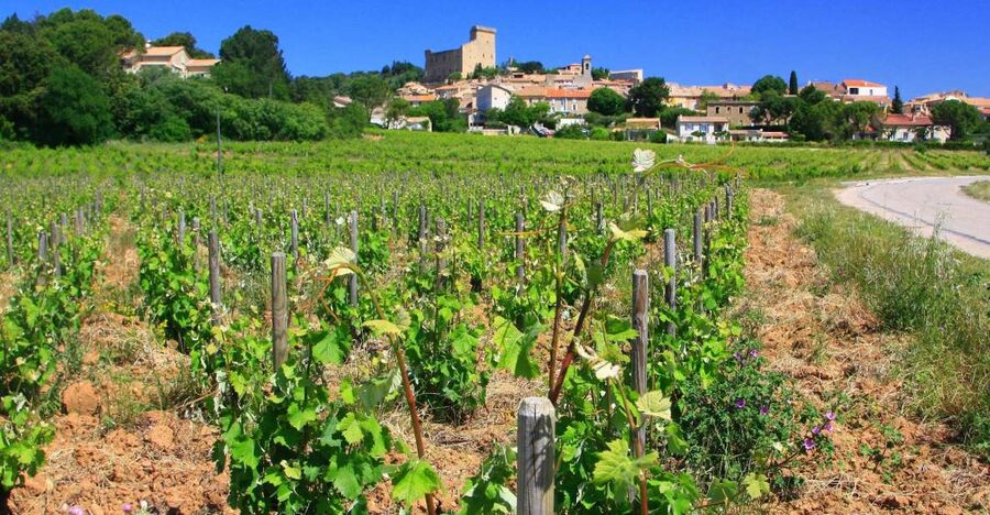 Avignon: Full-Day Wine Tour around Châteauneuf-du-Pape - Why this Rhône wine day works so well from Avignon