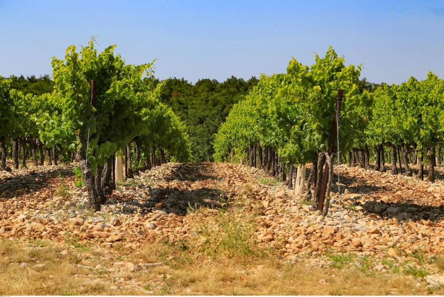 Avignon: Full-Day Wine Tour around Châteauneuf-du-Pape - What the tastings are really like