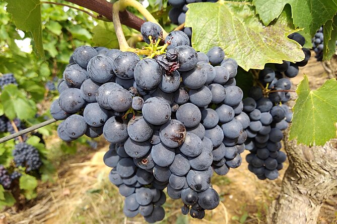 Beaujolais Half Day Wine Tasting Tour - Why this short trip works from Lyon