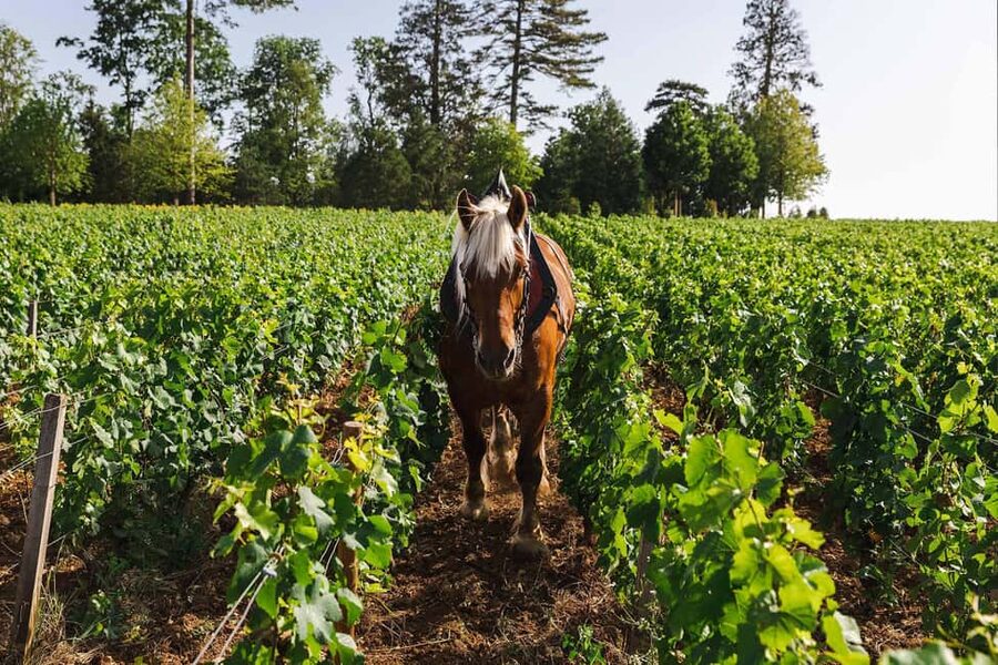 Beaune: Wine Tasting at Château de Pommard - What the Château de Pommard visit is really about
