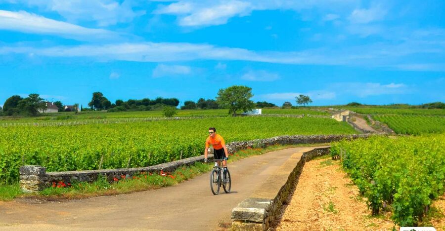 Beaune: Winery Tour by Bike with Wine Tasting - Key points at a glance