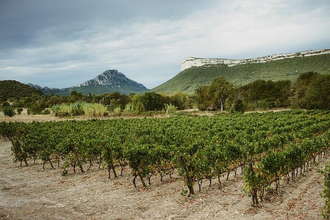 Bertrand Bosc wine and food tour in Pic St Loup - Mas Gourdou and the first look at the vines