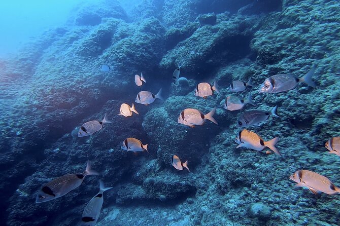 Boat trip and snorkeling in Villefranche - sur - Mer - The short ride toward Cape Nice or Cape Ferrat