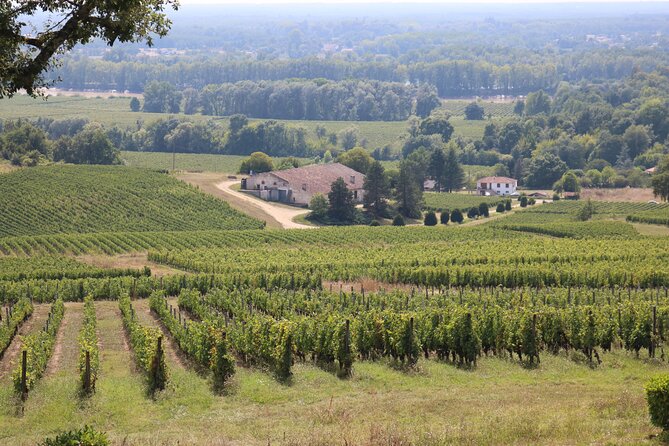 Bordeaux : Full Day Wine Tastings & Gourmet Lunch - Who will enjoy this day most