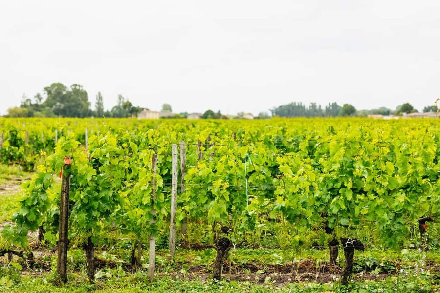 Bordeaux: St. Emilion Day Trip with Wine Tasting and Lunch - What the $187 price includes