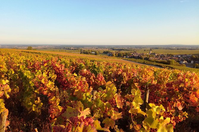 Burgundy Grand Crus Route Day Tour - 14 Wines Tastings in Domains - Tasting near Nuits-Saint-Georges