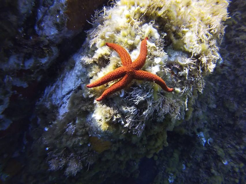 Calvi: Introduction to Diving Dive with an Instructor - Key points to know before booking