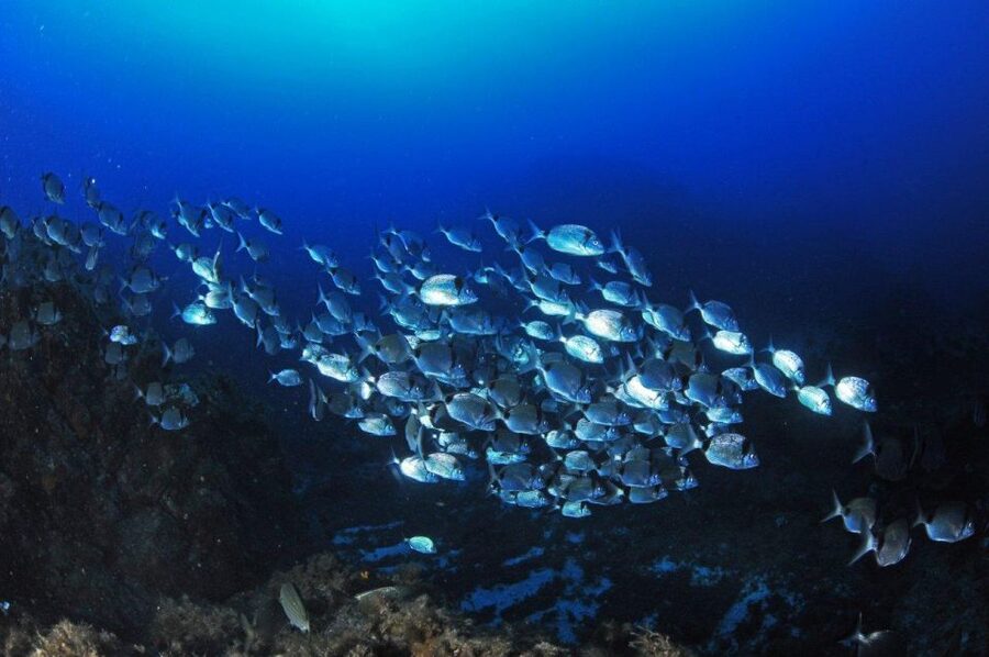 Calvi: Introduction to Diving Dive with an Instructor - A calm first step into scuba in Calvi