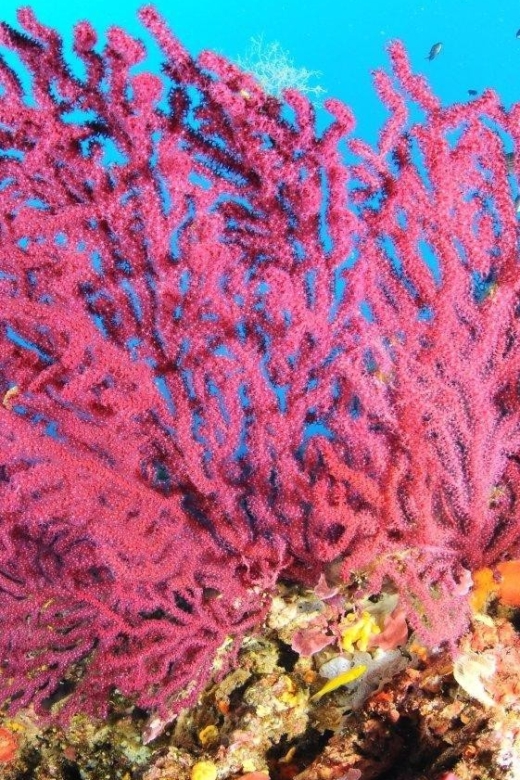 Calvi: Pointe de la Revellata Snorkeling Boat Tour - Your time in the water