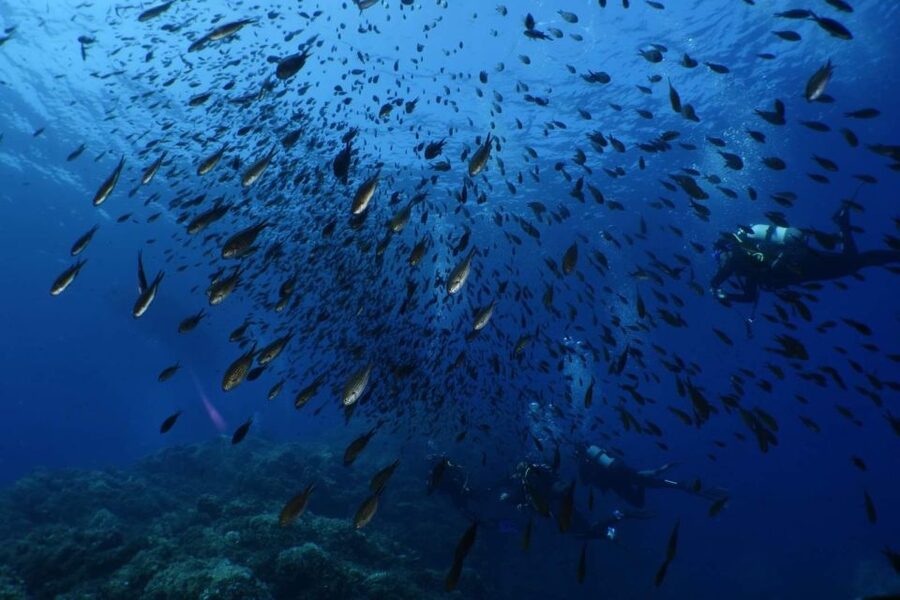 Calvi: Pointe de la Revellata Snorkeling Boat Tour - A good outing for families, with one important condition