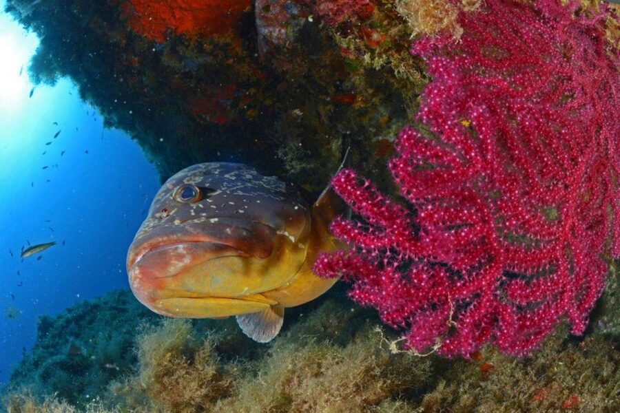 Calvi: Pointe de la Revellata Snorkeling Boat Tour - What the strongest feedback tells you