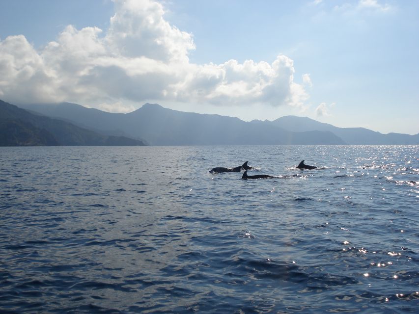 Calvi: Scandola and Piana Guided Boat Tour - Entering the Scandola Nature Reserve