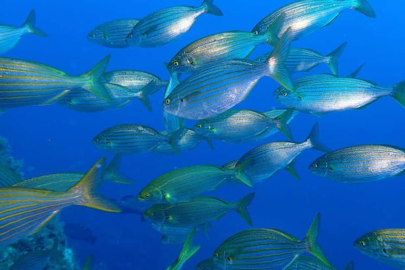 Calvi: Underwater journey at the edge of a natural reserve - What you can see below the surface