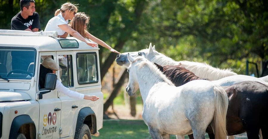 Camargue: Half-Day 4x4 Guided Safari Adventure - Key points to know before booking