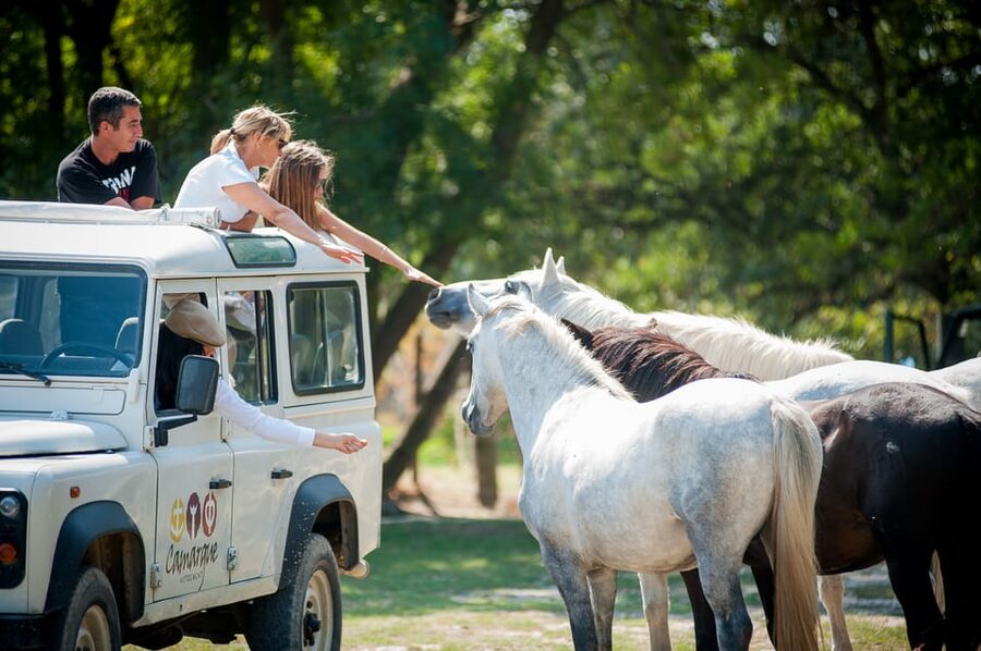 Camargue: Half-Day 4x4 Guided Safari Adventure - Starting at the ranch with Camargue horses and bulls