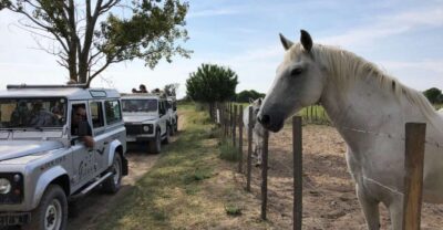 Camargue: Safari from Saintes-Maries-de-la-Mer