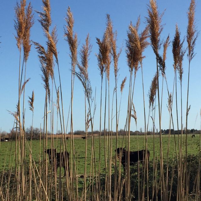 Camargue: Safari from Saintes-Maries-de-la-Mer - What the two-hour timing really gives you